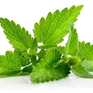 Pudina Pata (Mint Leaves) ± 10 gm